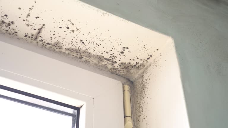 Best Mold Prevention Services  in Brigham City, UT